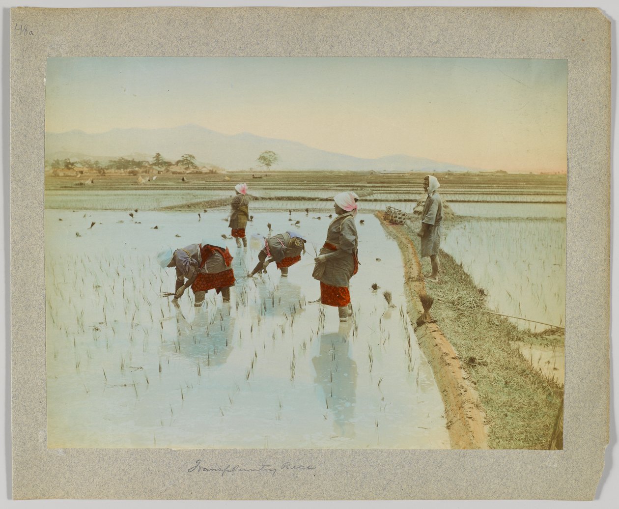 Pirinç ekimi, Japonya (el boyaması s/b fotoğraf) by Japanese Photographer