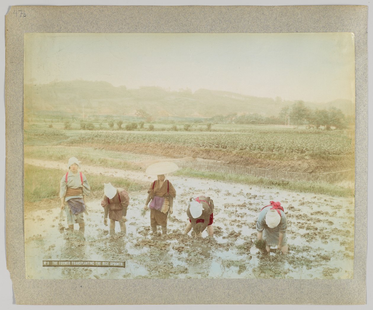 Pirinç filizi nakli, Japonya (el boyaması s/b fotoğraf) by Japanese Photographer