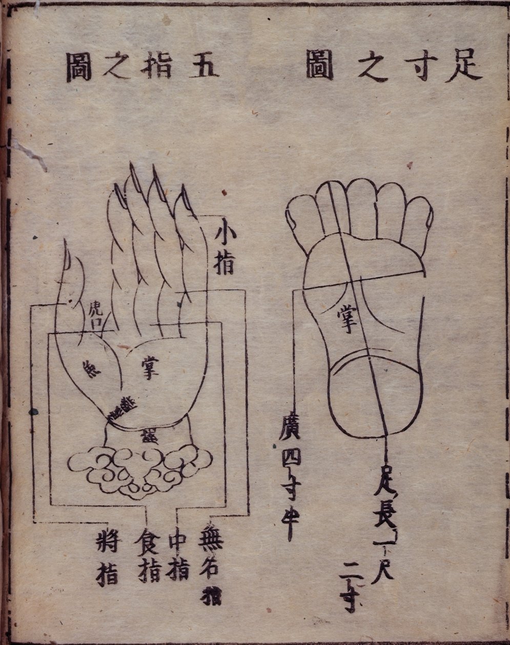 16029.b.5 fol.15v Akupunktur üzerine Çinli bir çalışmanın Japon yorumundan, el ve ayaklardaki akupunktur noktalarını gösteren diyagram, 1341 Shisijing fahui, Hua Shou, Kyoto by Japanese School