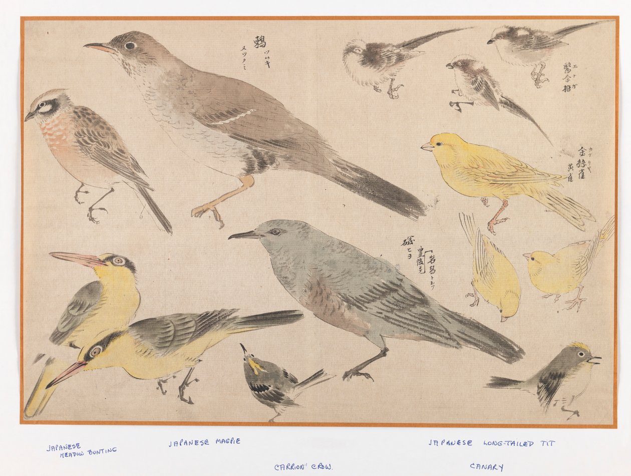Tokyo Tarzında Kuşlar (tahta blok renkli baskı) by Japanese School
