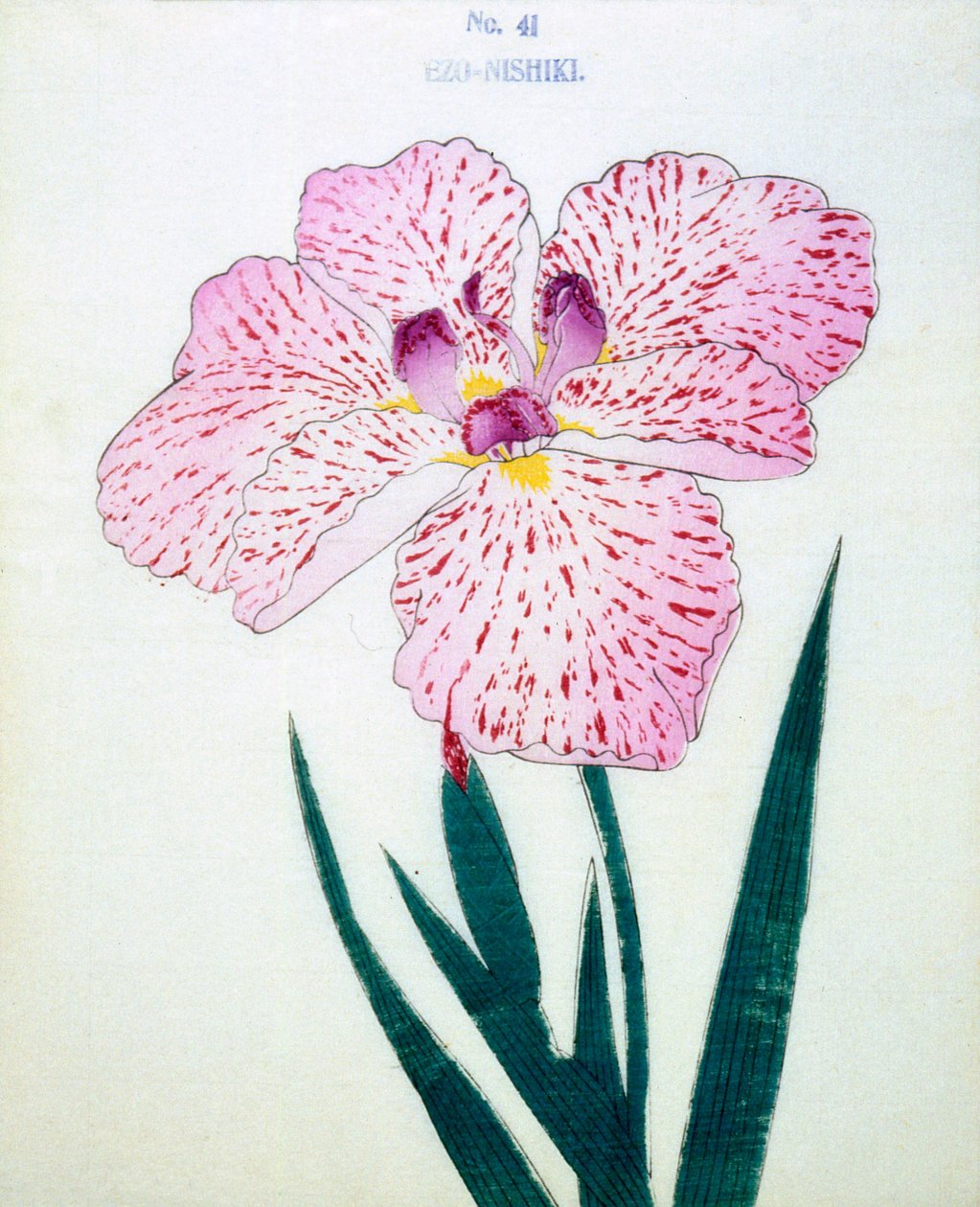 Ezo-Nishiki, of. 41, 1898 by Japanese School
