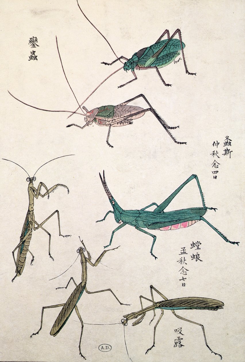 Çekirgeler ve Mantisler (renkli tahta baskı) by Japanese School