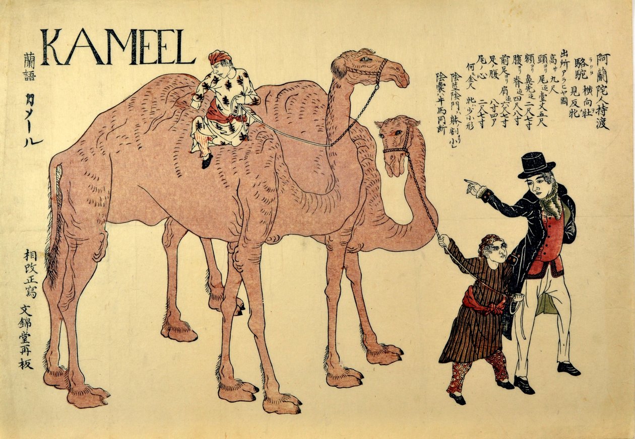 Kamel, bar. 1821 (renkli gravür) by Japanese School
