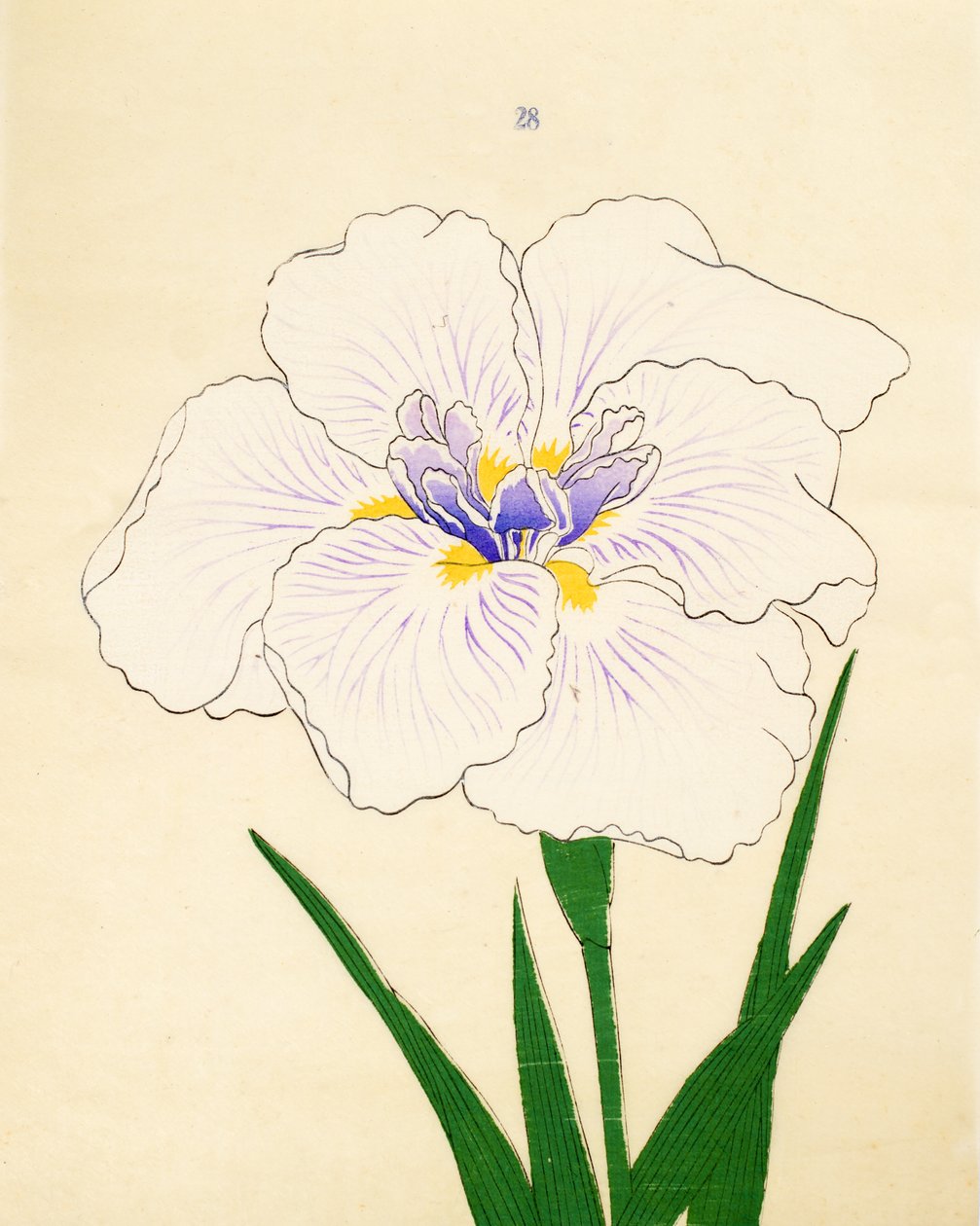 Manozuru, of. 28, 1890 by Japanese School