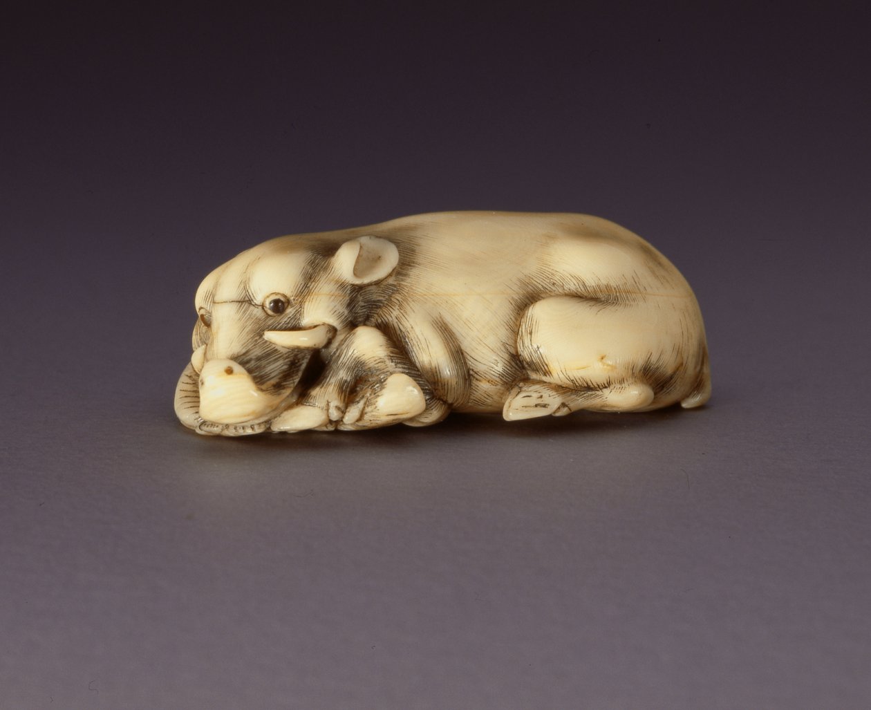 Bir uzanmış yaban domuzu tasvir eden Netsuke, c. 1750-80 (narwahl boynuzu) (ayrıca bkz. 210190) by Japanese School
