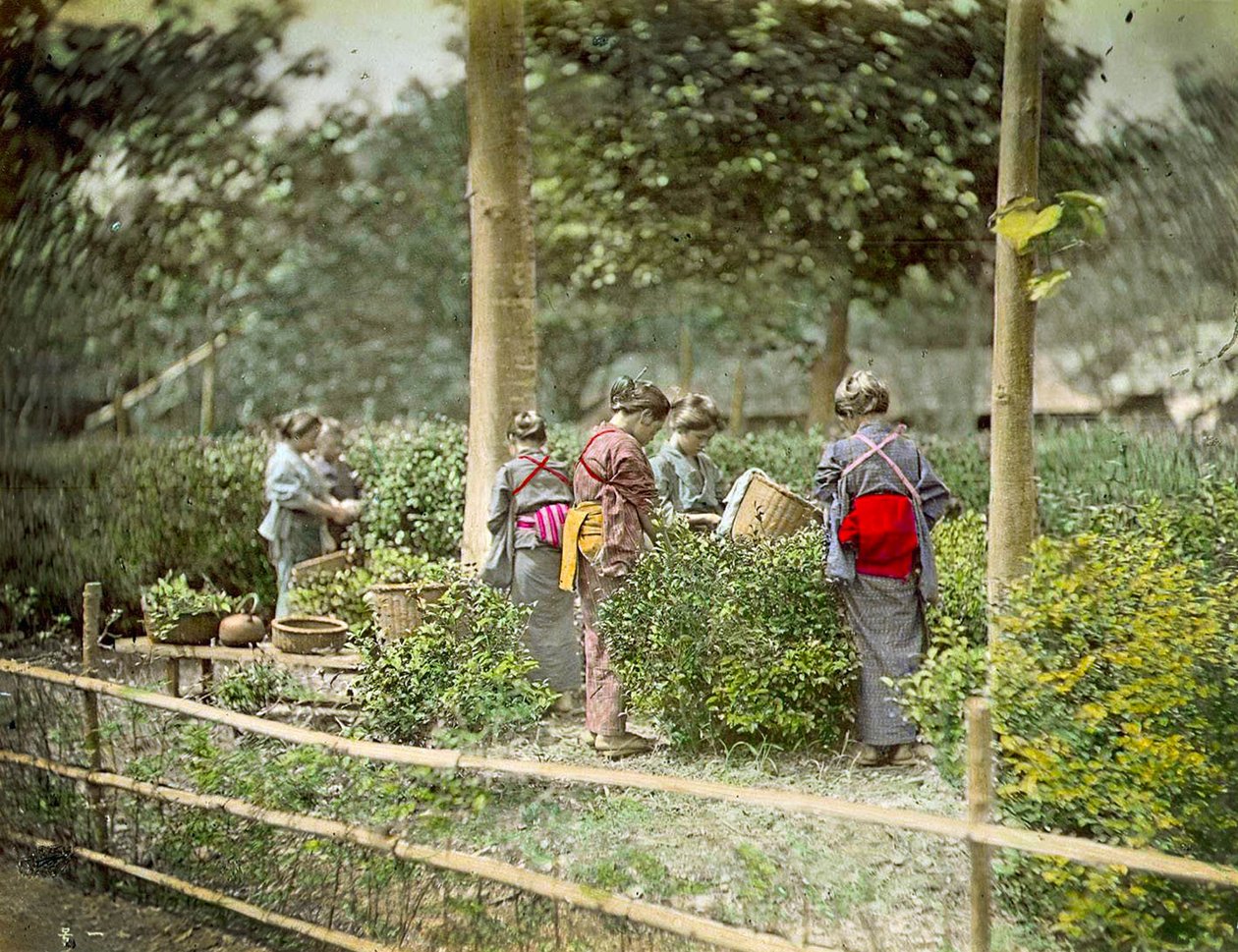 Çay Toplama, c.1880 by Japanese School