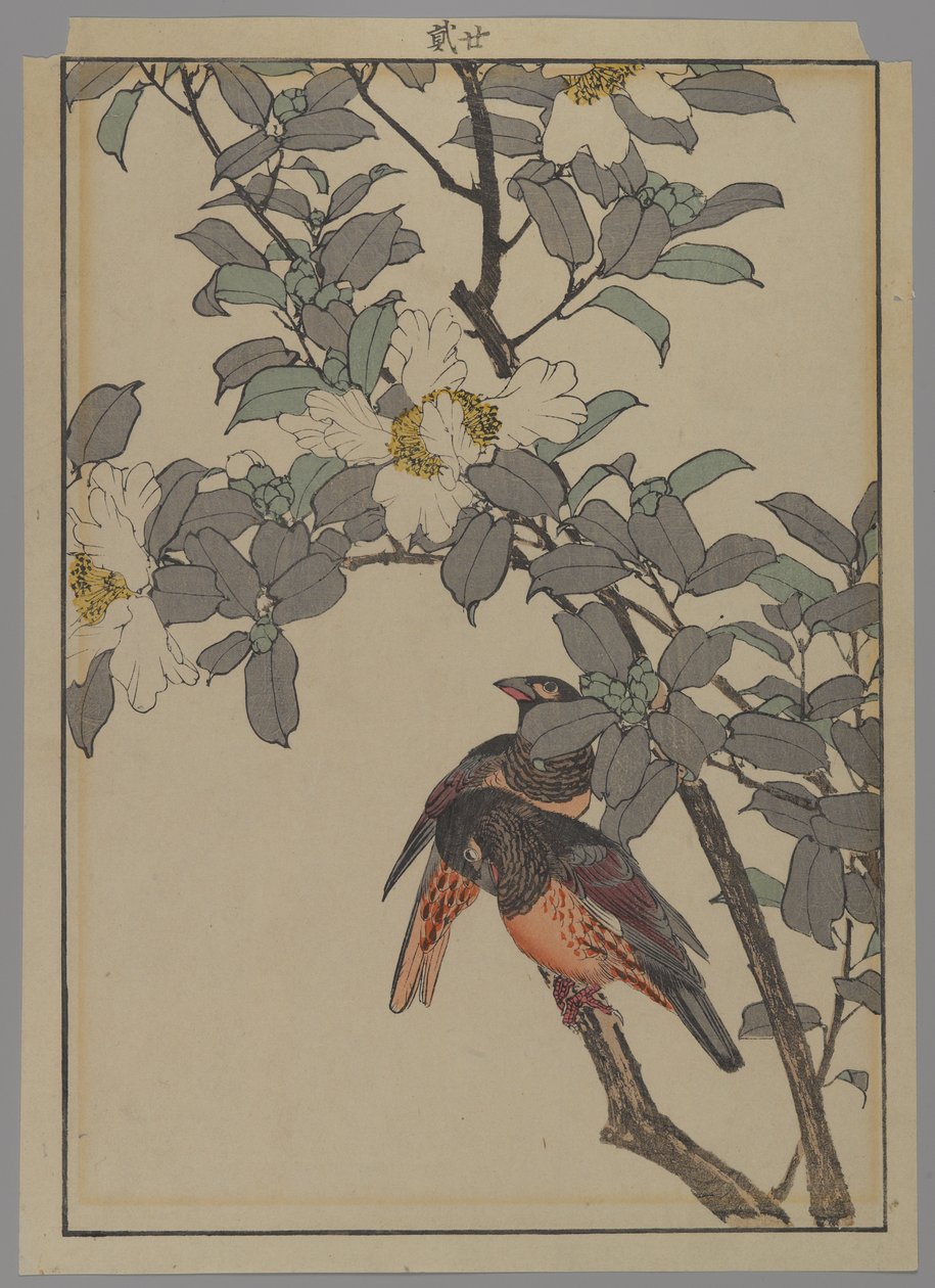 Beyaz çiçekli iki kuş, Meiji dönemi, 1892 (renkli tahta baskı) by Japanese School
