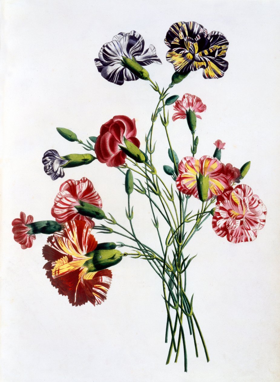 'Collection des Fleurs et des Fruits d'apres Nature'dan Karanfil Buketi, 1805'te yayınlandı (renkli gravür) by Jean Louis Prevost