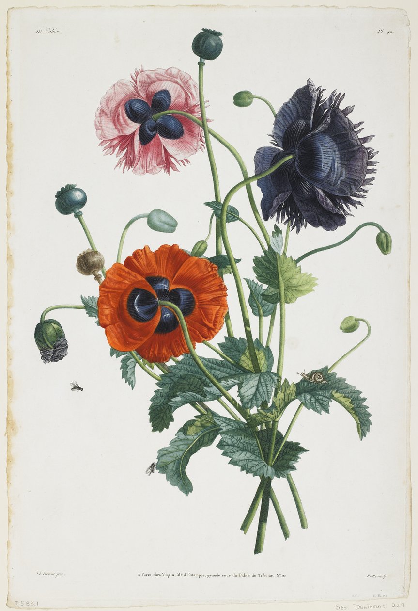 Üç Tür Haşhaş Çalışması, 1805 (renkli noktalı gravür) by Jean Louis Prevost