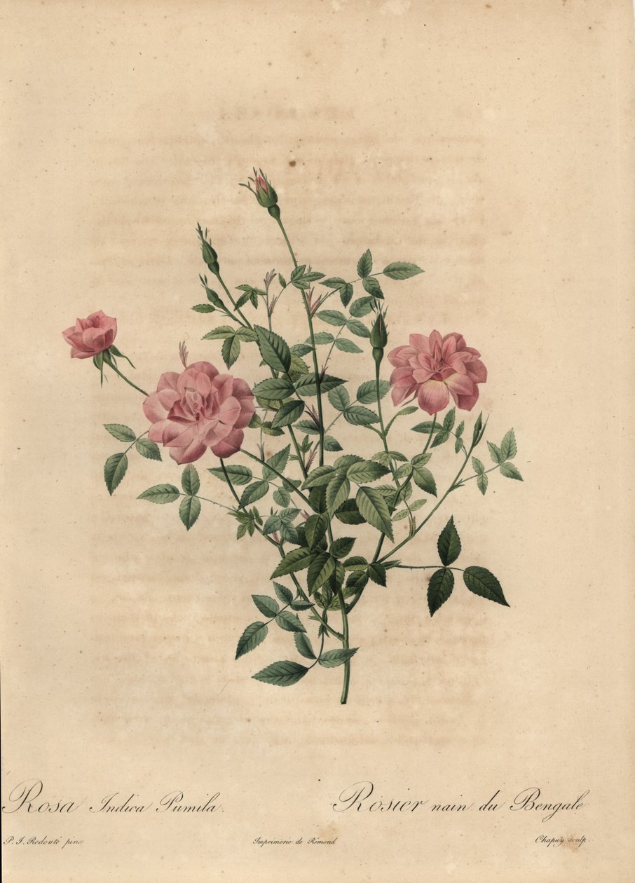 Pembe minyatür Çin gülü, Rosa chinensis. by Jean Baptiste Chapuy