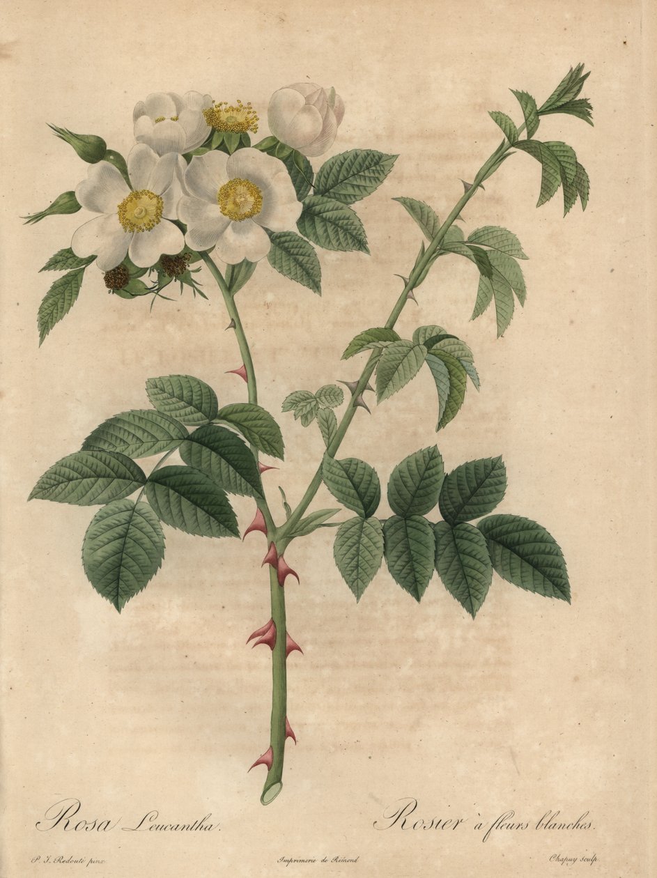 Beyaz gül, Rosa leucantha. by Jean Baptiste Chapuy