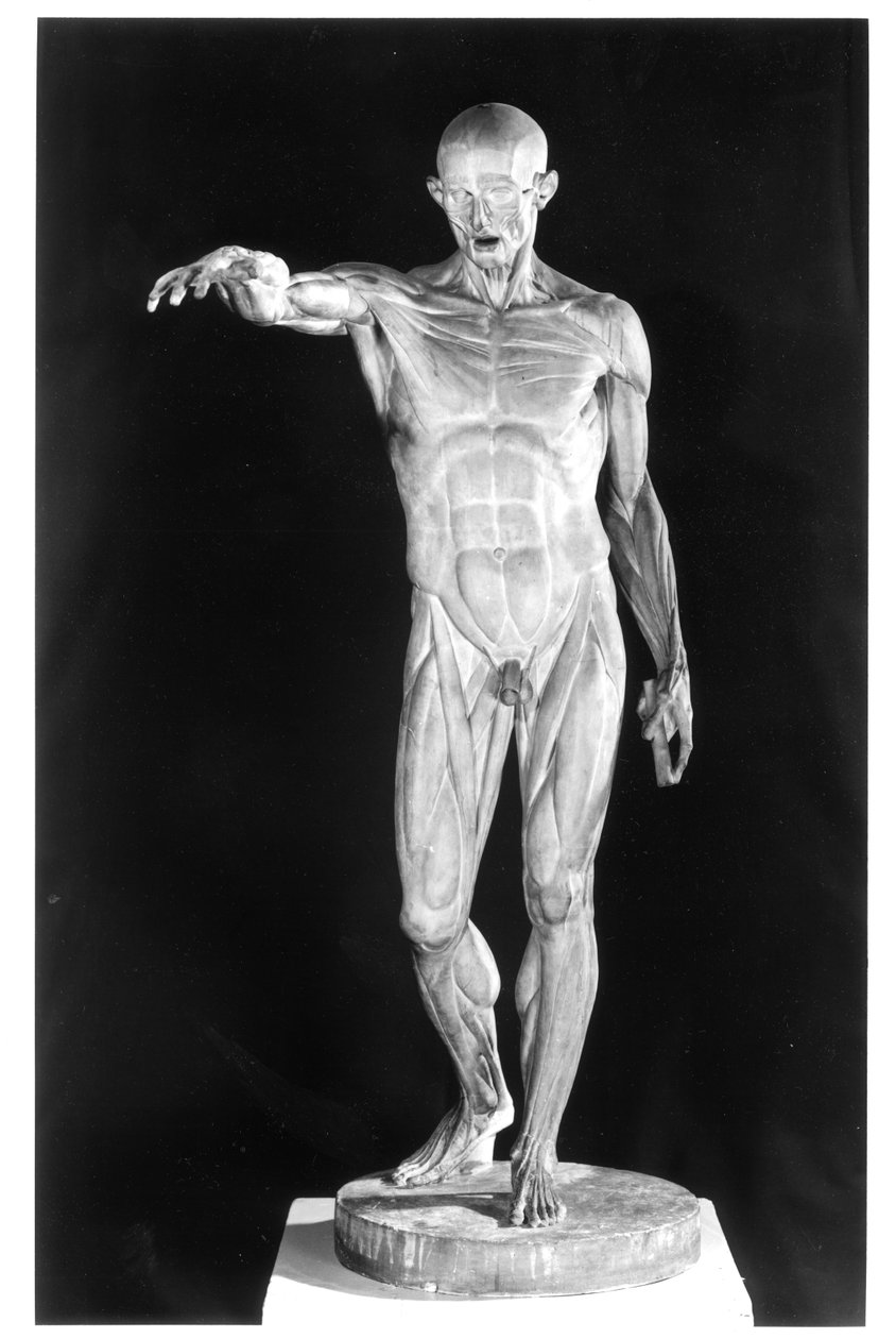 Flayed body (plaster)  by Jean Antoine Houdon