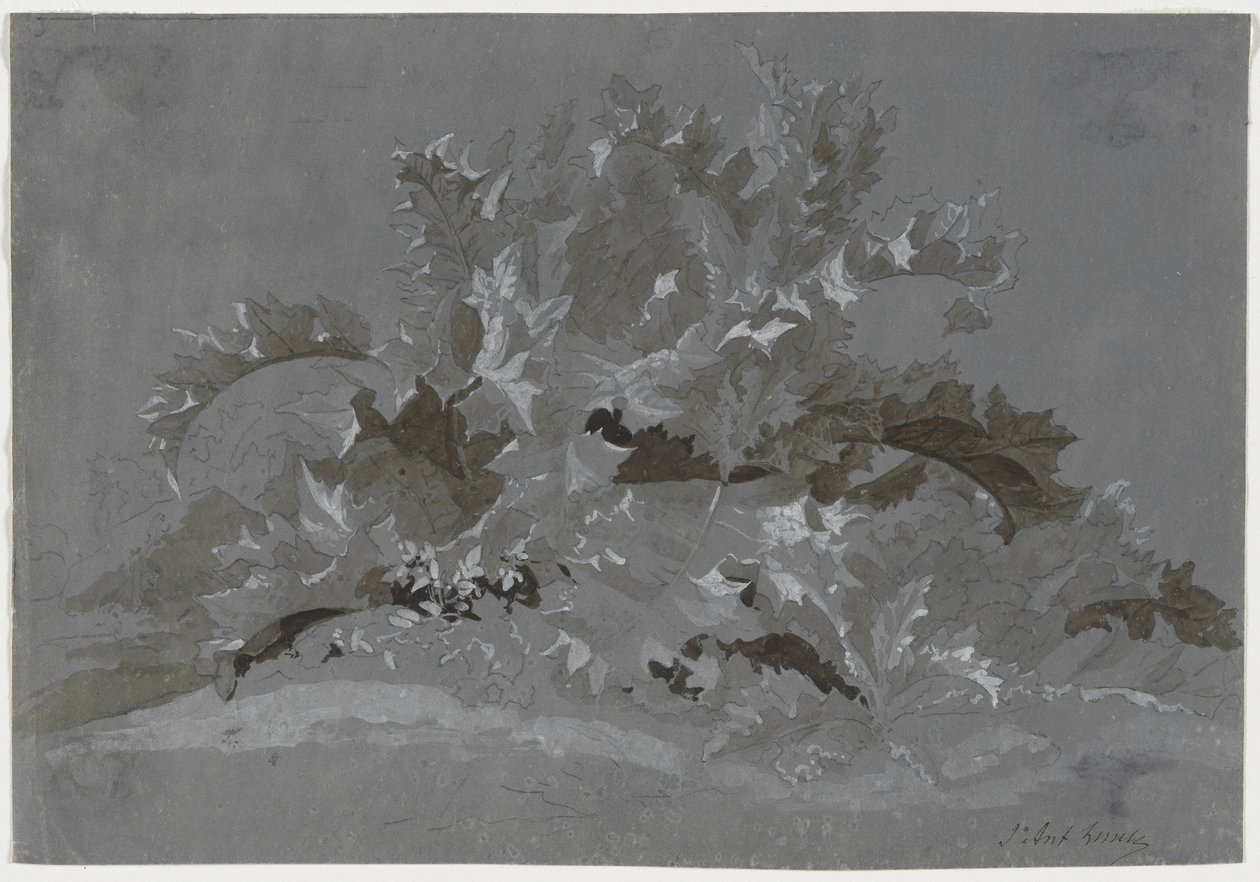 Yabani Otların Çalışması, 1800-1850. by Jean Antoine Linck