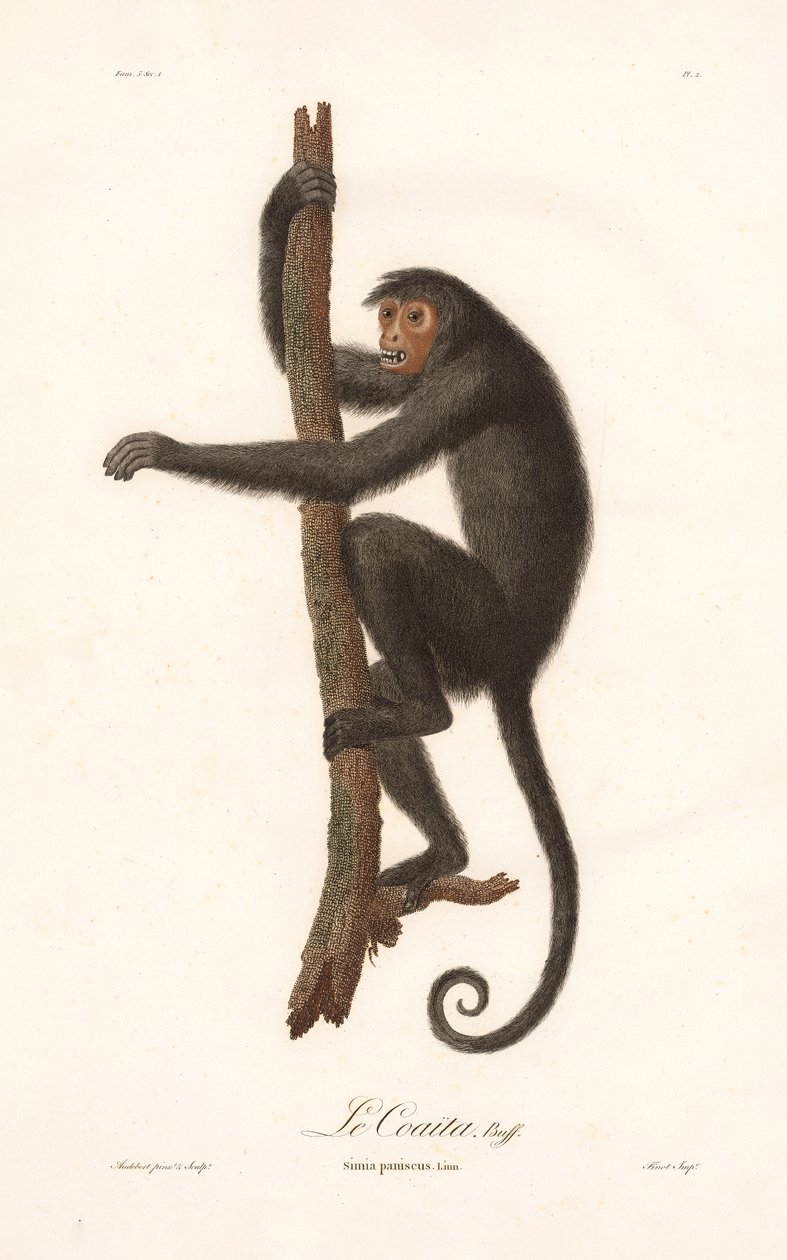 Siyah Örümcek Maymunu (Simia paniscus) by Jean Baptiste Audebert