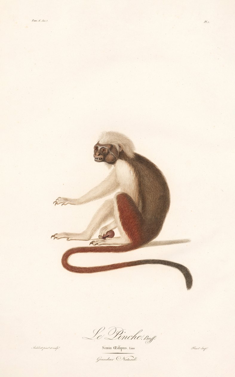 Pamuk Tepeli Tamarin (Simia Oedipus) by Jean Baptiste Audebert