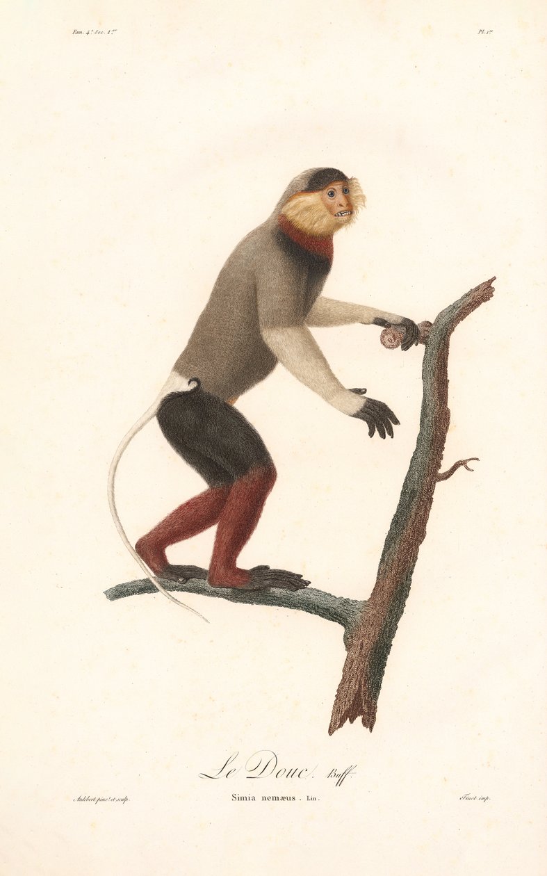 Kırmızı Saplı Douc Langur (Simia nemaeus) by Jean Baptiste Audebert