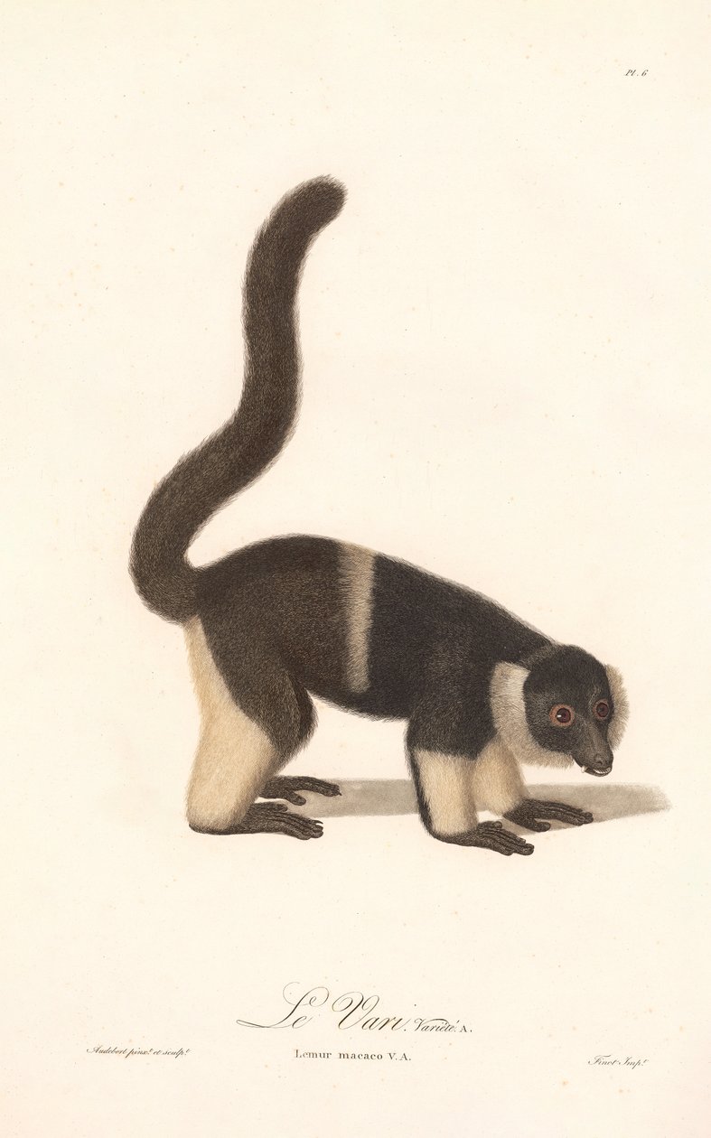 Fırfırlı Lemur Çeşitleri (Lemur macaco V.A.) by Jean Baptiste Audebert