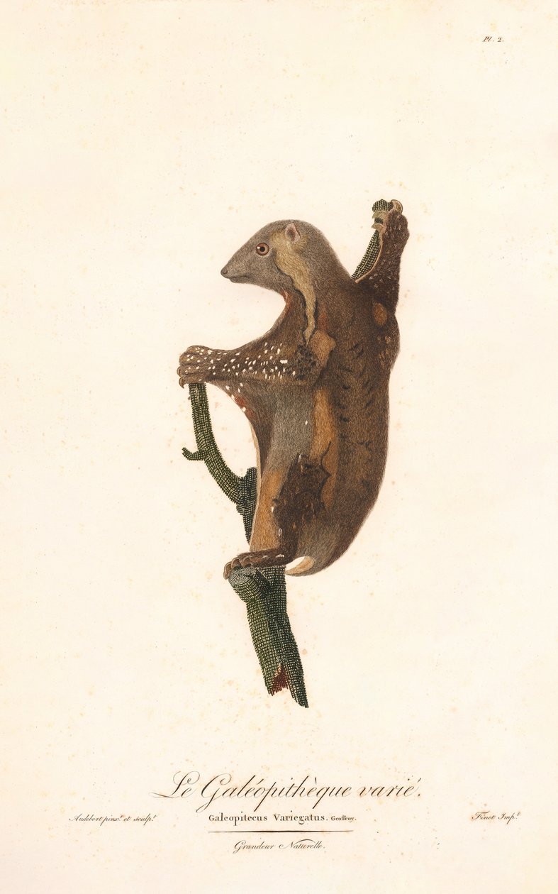 Benekli uçan lemur (Galeopithecus variegatus) by Jean Baptiste Audebert