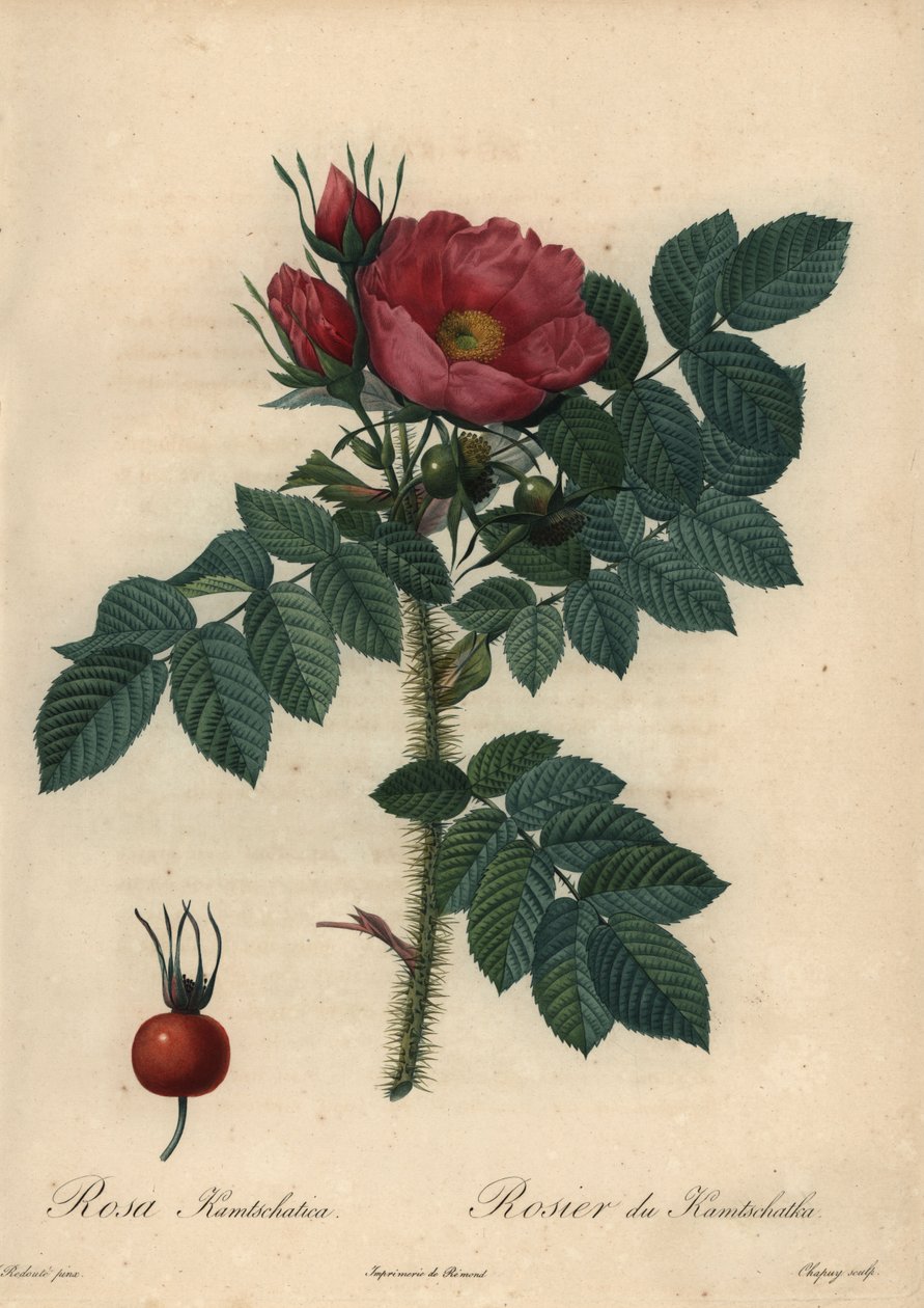 Kızıl Japon gülü; Rosa rugosa. by Jean Baptiste Chapuy