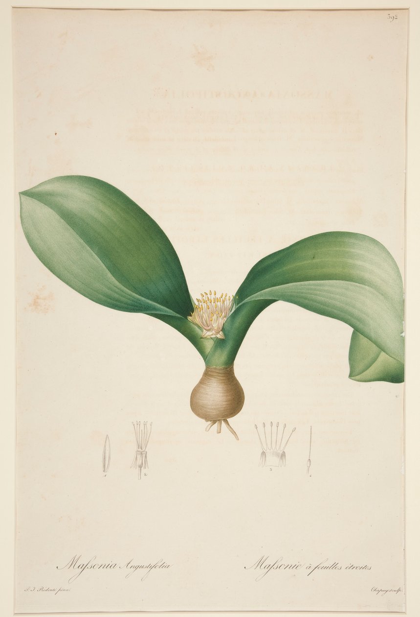 Massonia Angustifolia, Massonie? feuilles ?troites (Dar Yapraklı Massonia) by Jean Baptiste Chapuy