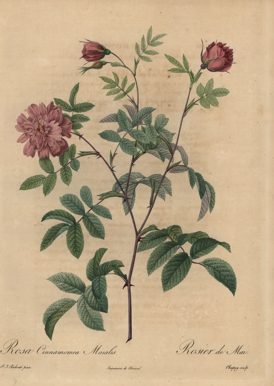 Pembe tarçın gülü, Rosa majalis. by Jean Baptiste Chapuy