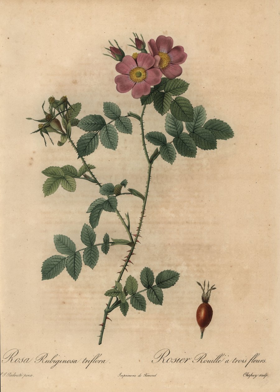 Pembe tatlıbriar gülü, Rosa rubiginosa. by Jean Baptiste Chapuy