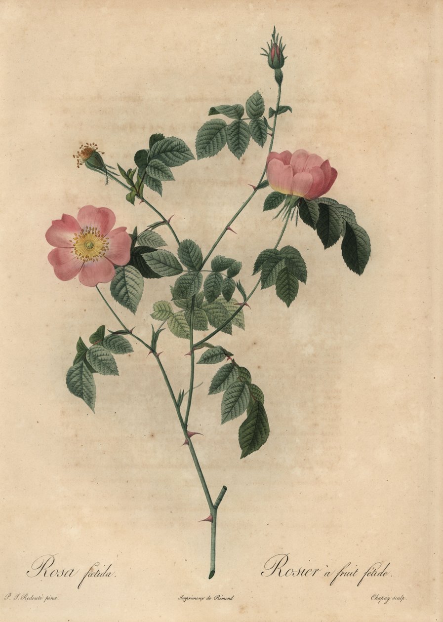 Rosa foetida, Rosier bir meyve fetişi. by Jean Baptiste Chapuy