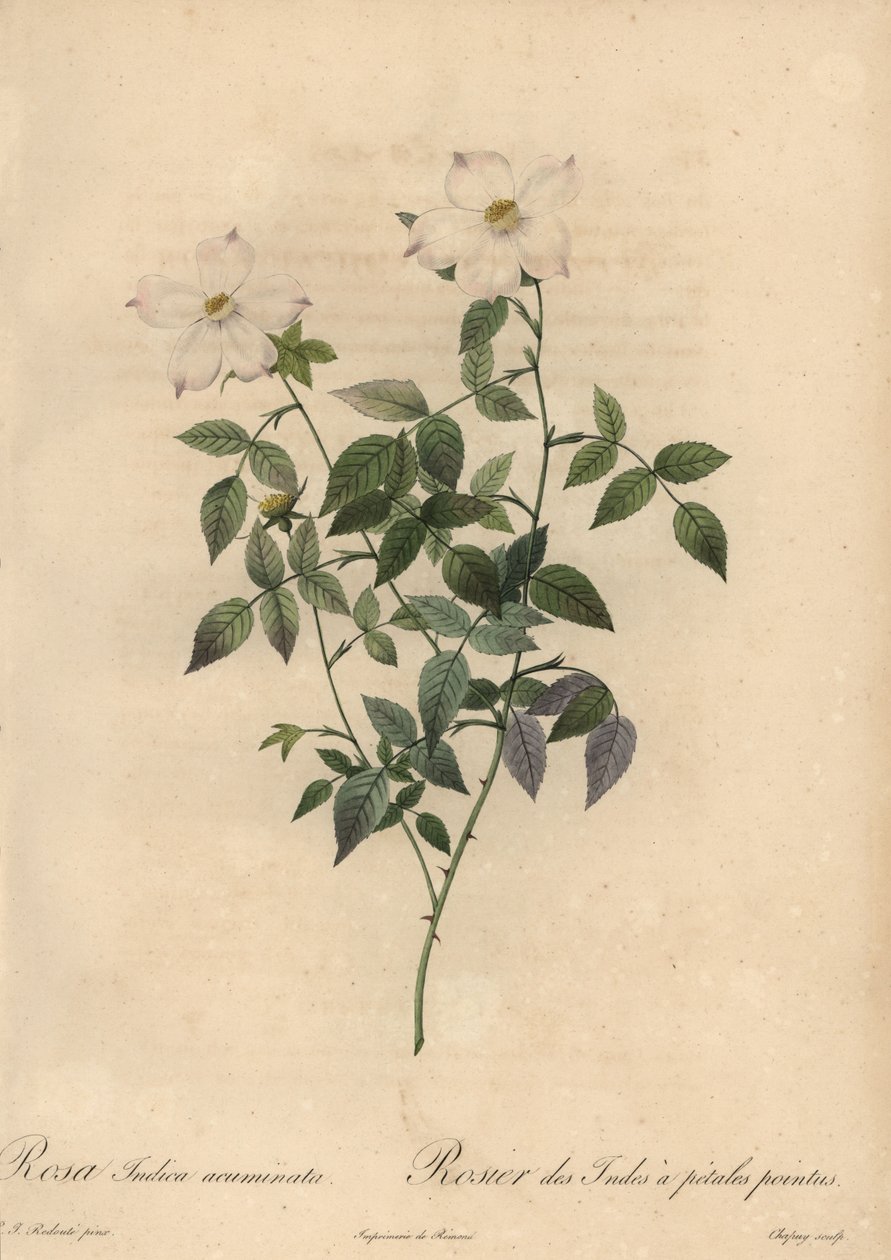 Beyaz ve pembe Çin gülü, Rosa chinensis. by Jean Baptiste Chapuy