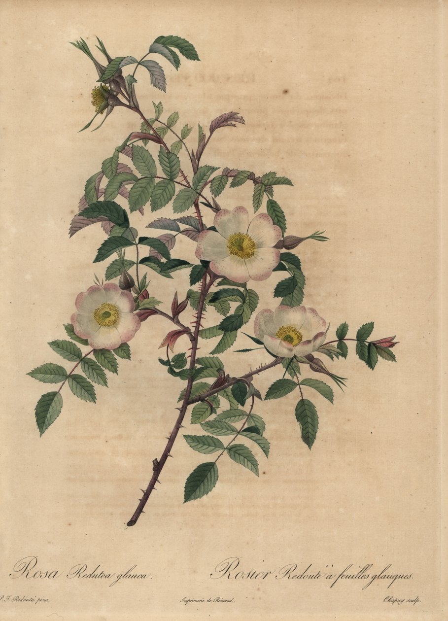 Beyaz ve pembe gül, Rosa redutea glauca. by Jean Baptiste Chapuy