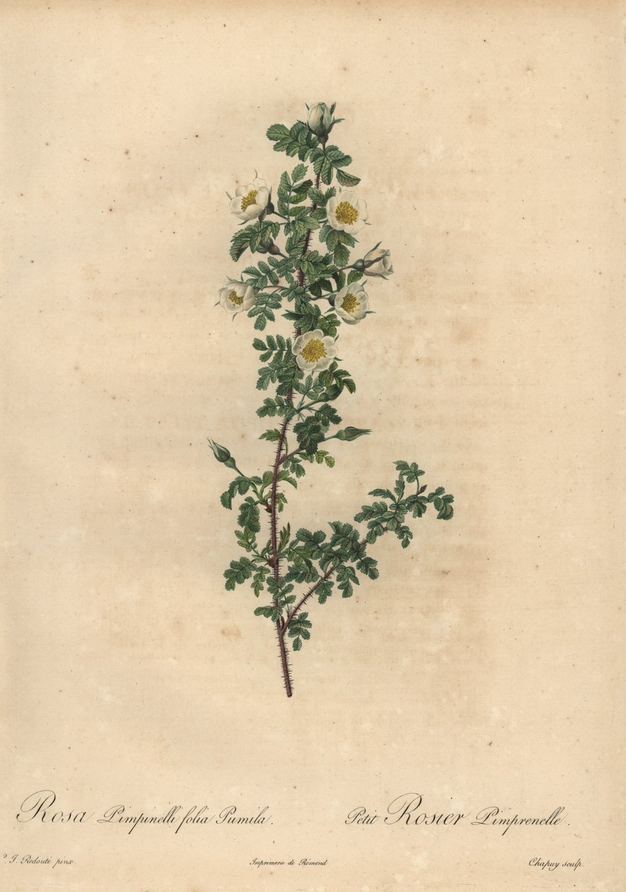 Beyaz burnet gülü, Rosa pimpinellifolia Pumila. by Jean Baptiste Chapuy