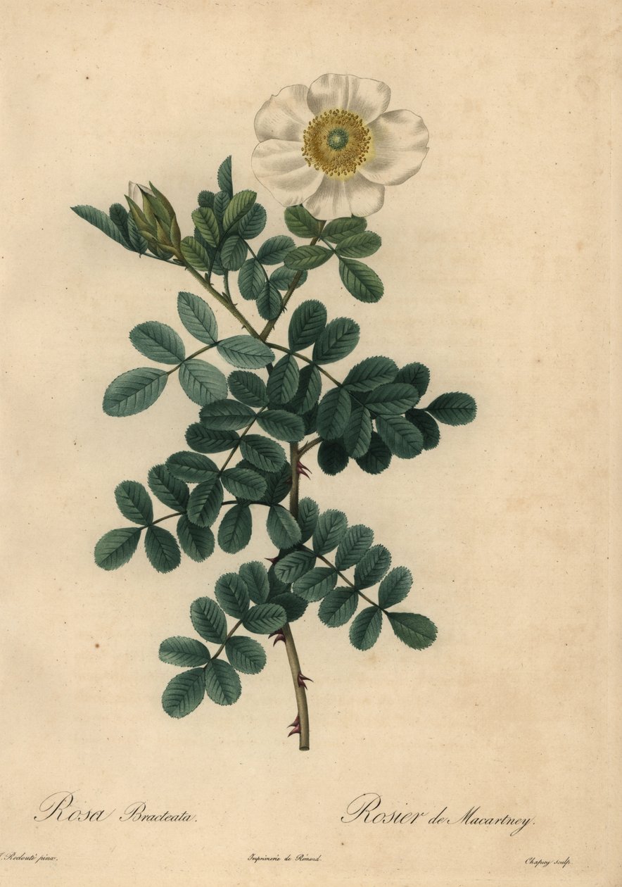 Beyaz civciv gülü, Rosa bracteata, by Jean Baptiste Chapuy