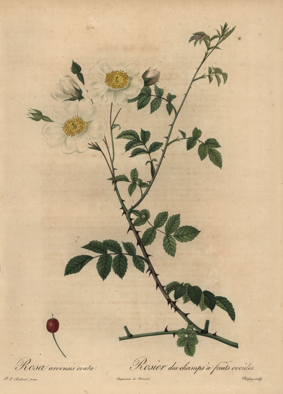 Beyaz tarla gülü, Rosa arvensis. by Jean Baptiste Chapuy