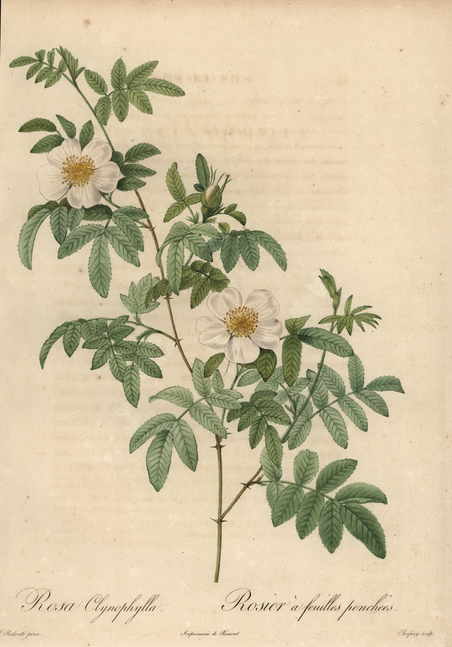 Beyaz gül, Rosa clynophilla. by Jean Baptiste Chapuy