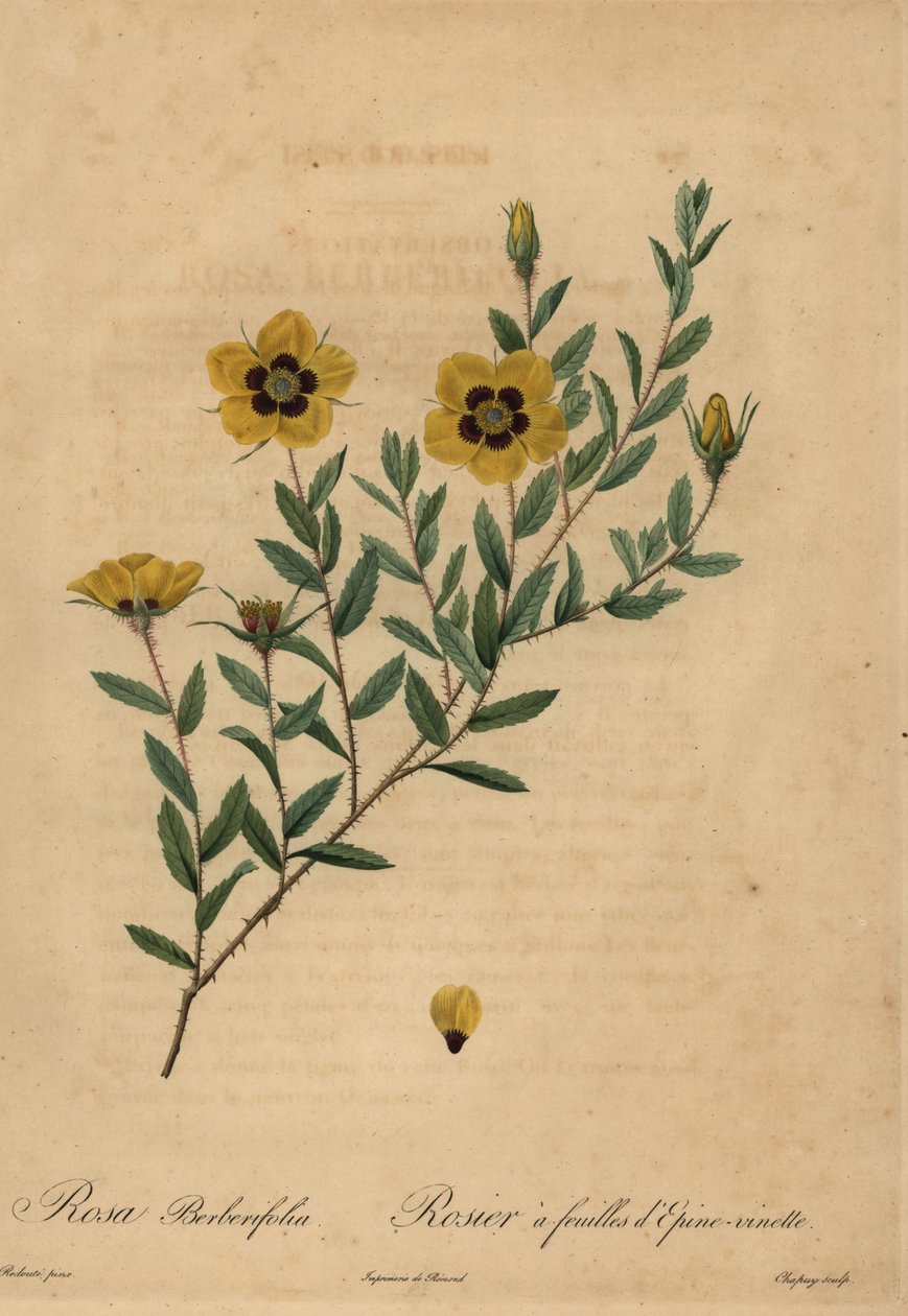 Sarı gül, Rosa berberifolia. by Jean Baptiste Chapuy
