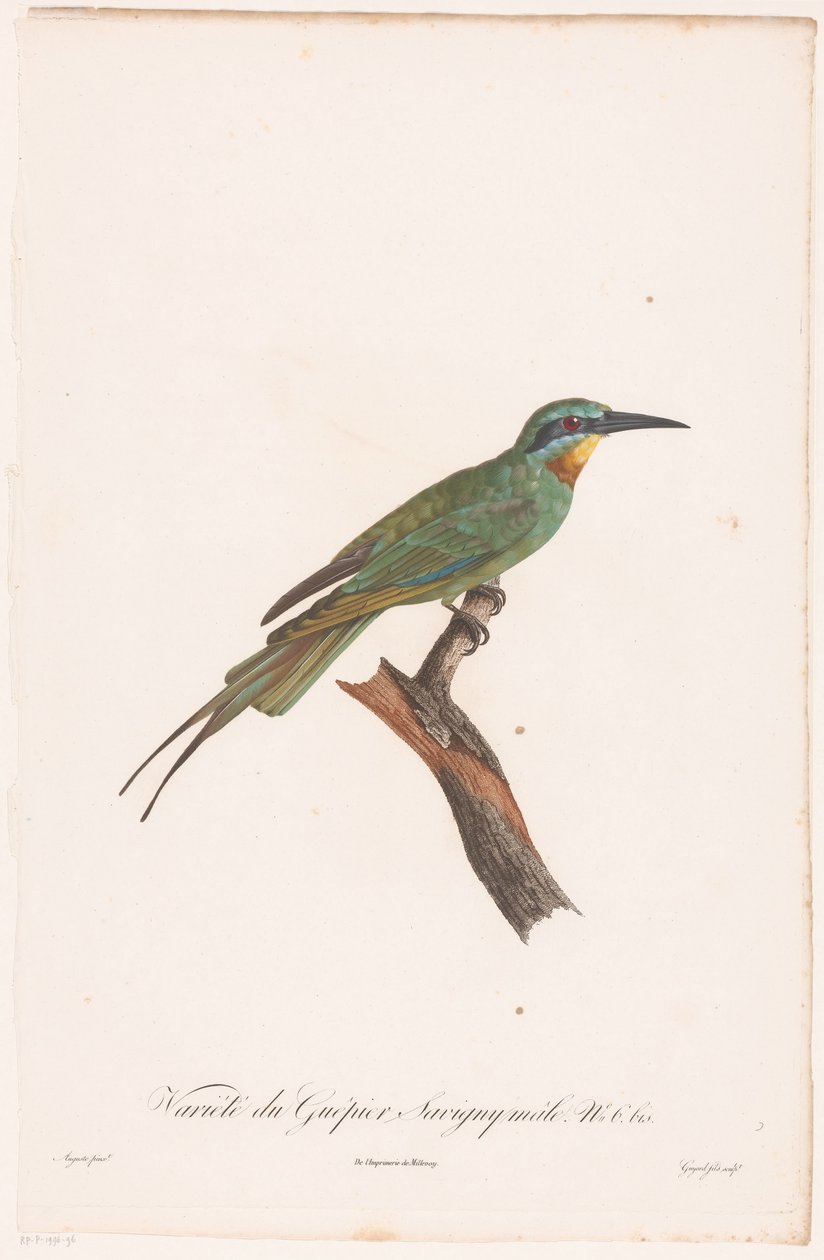 Bir dalda erkek arı yiyici Guêpier Savigny Erkek Çeşitleri. (nesne üzerindeki başlık) by Jean Baptiste Guyard