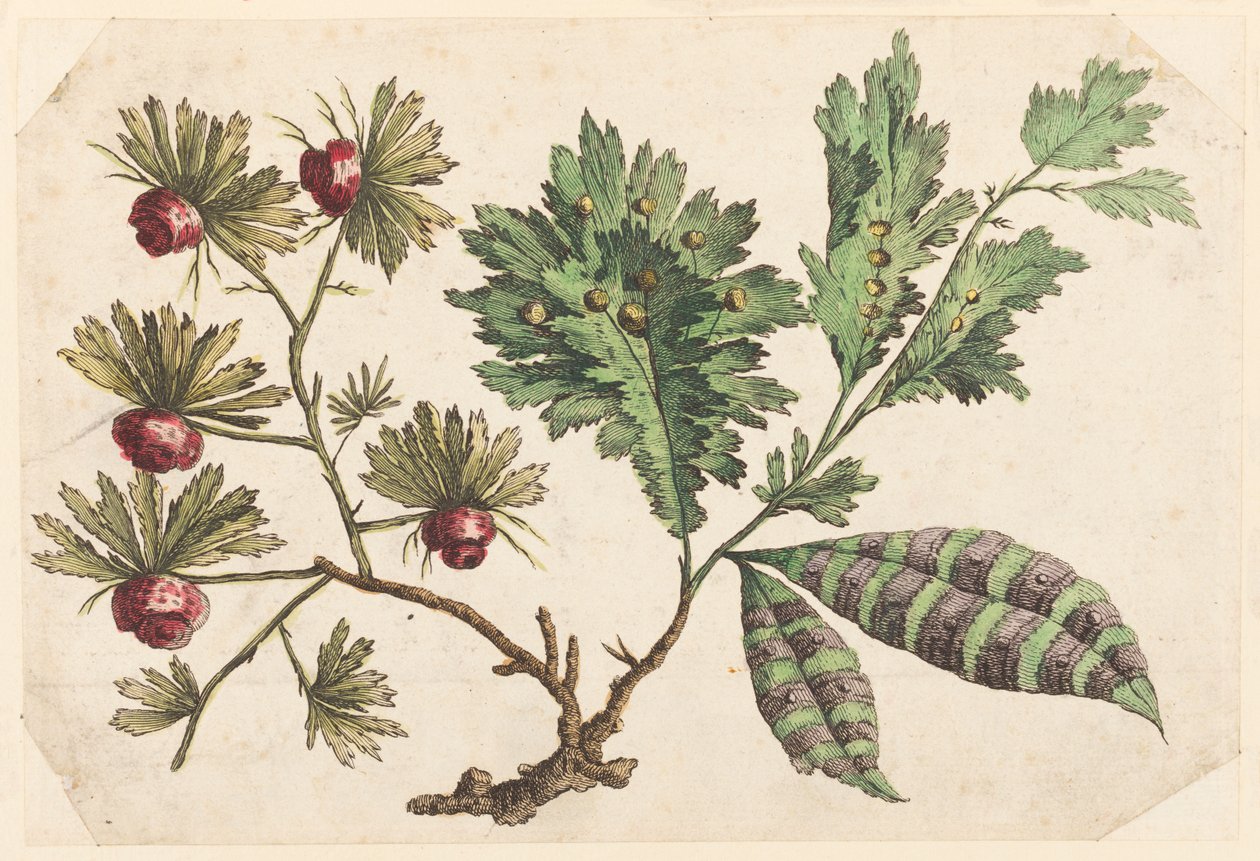 "Çin Çiçek Koleksiyonu"ndan Çiçek Dalı by Jean Baptiste Pillement