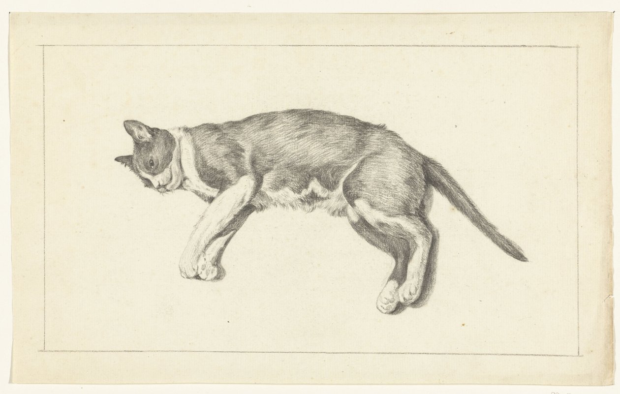 Yukarıdan görülen kedi, solda, yalancı by Jean Bernard