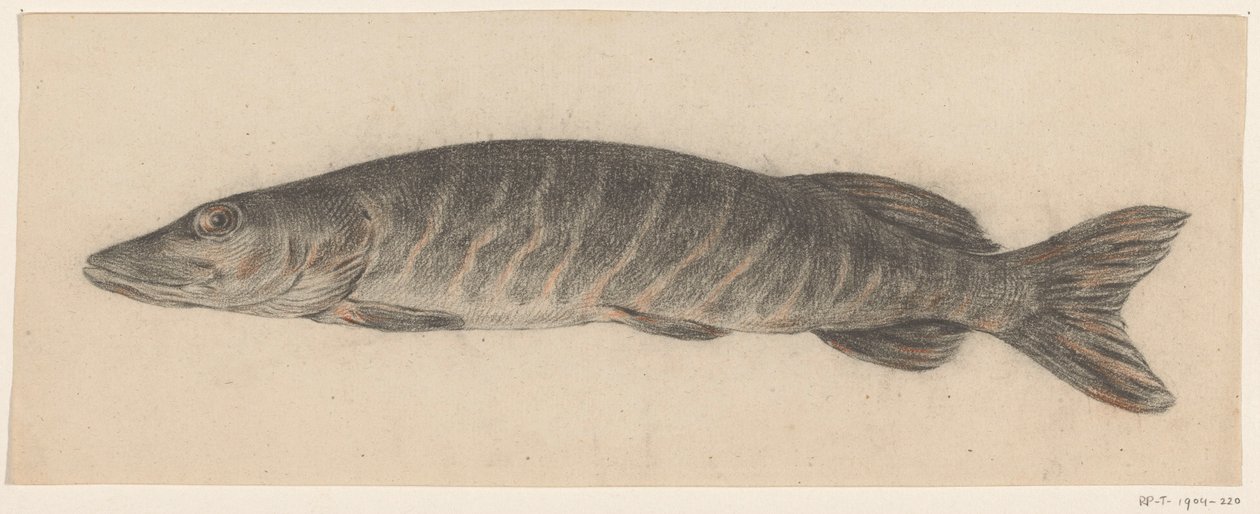 pike, sola by Jean Bernard