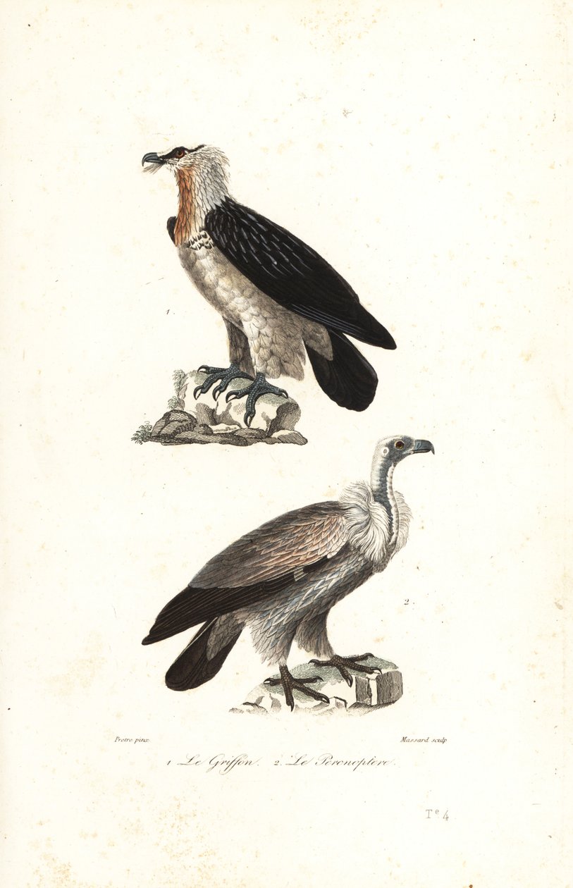 Sakallı kartal ve Avrasya grifonu. by Jean Gabriel (after) Pretre