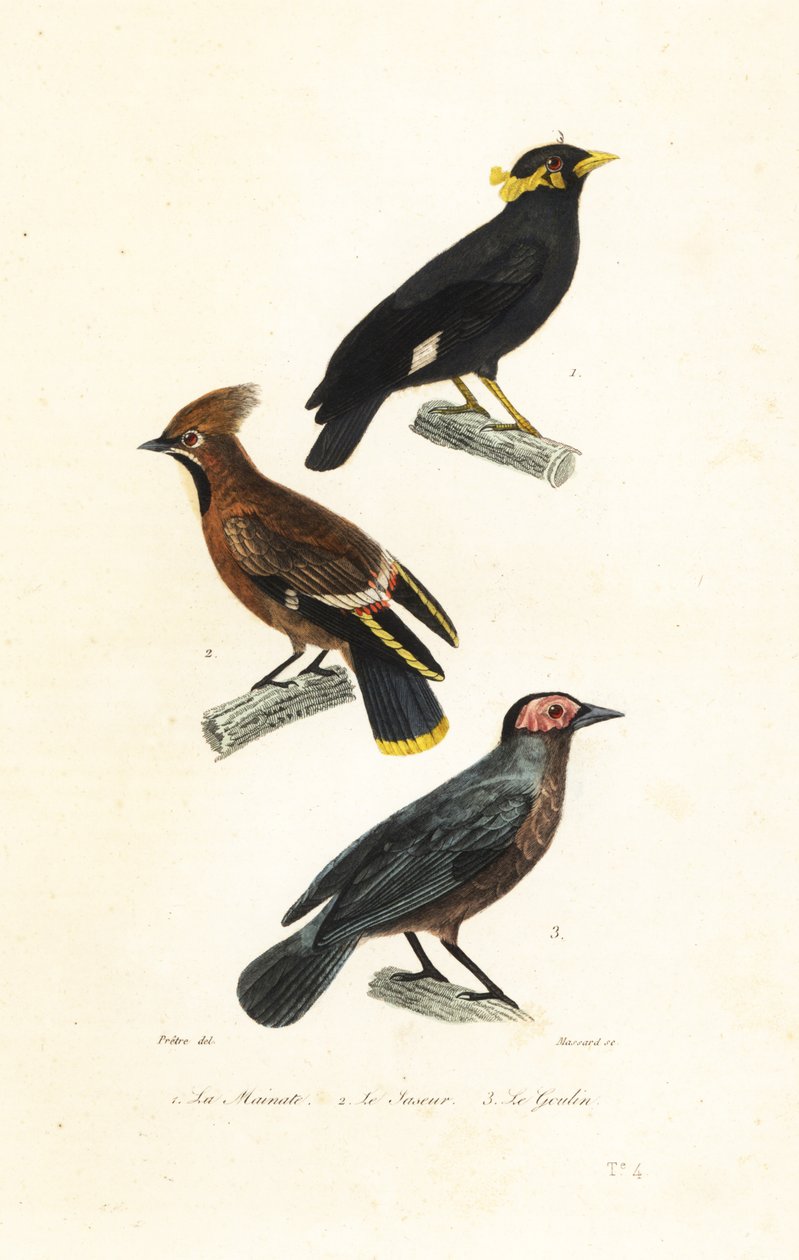 Hill myna, Bohem ağda ve coleto. by Jean Gabriel (after) Pretre