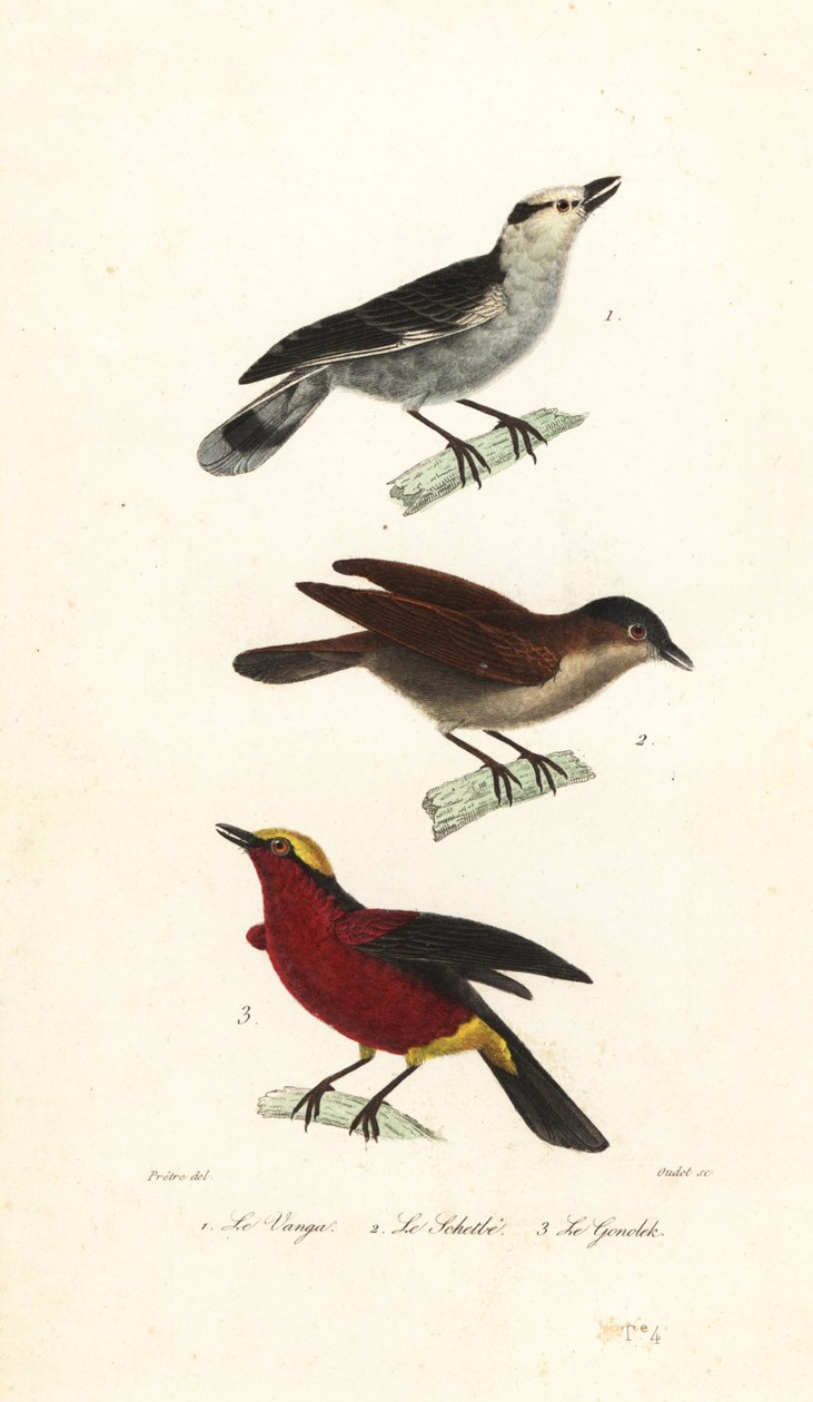 Kanca gagalı vanga, kızıl vanga ve sarı taçlı gonolek. by Jean Gabriel (after) Pretre