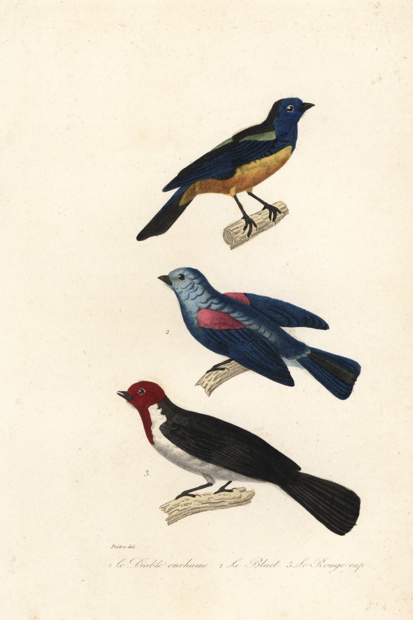 Turkuaz tanager, mavi-gri tanager ve kırmızı başlıklı kardinal. by Jean Gabriel (after) Pretre