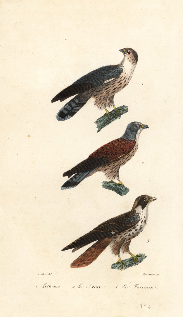 Batılı muz yiyen, saker şahin ve alacalı. by Jean Gabriel (after) Pretre