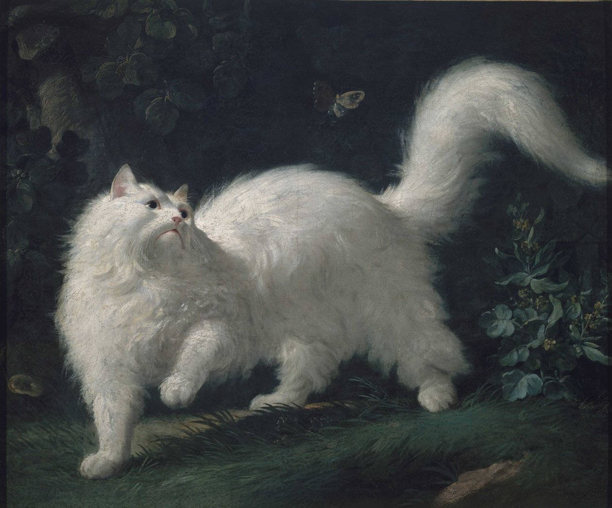Bir kelebeği kovalayan Ankara kedisi, yak. 1760 (tuval üzerine yağlı boya) by Jean Jacques Bachelier