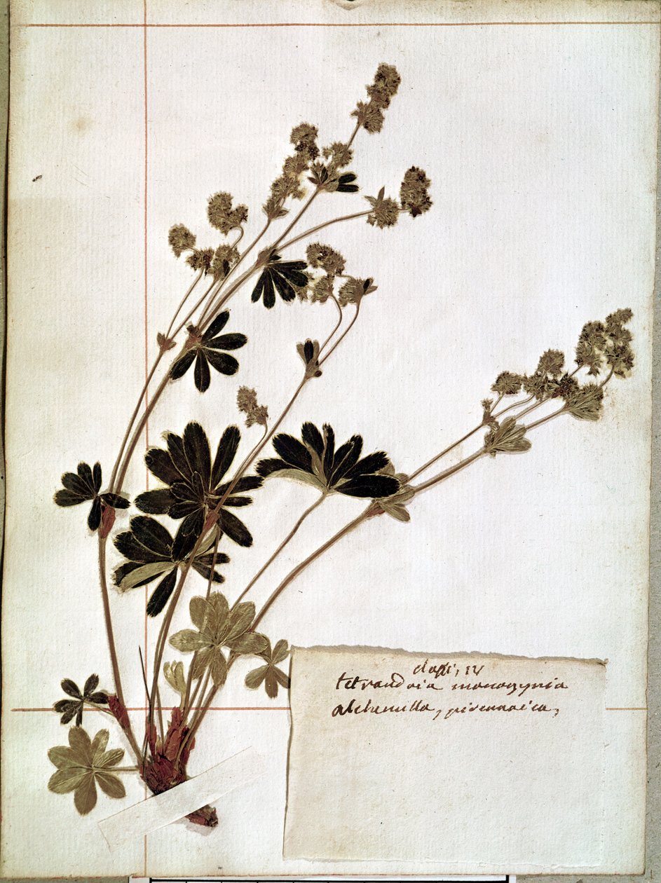 Alchemilla, from a Herbarium (pressed flowers) by Jean Jacques Rousseau