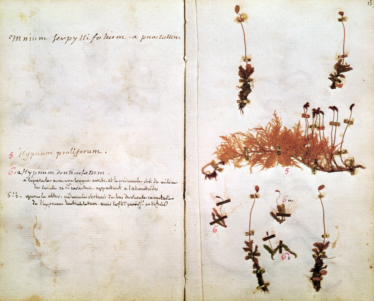 Bir Herbaryumdan Sayfa 15 by Jean Jacques Rousseau
