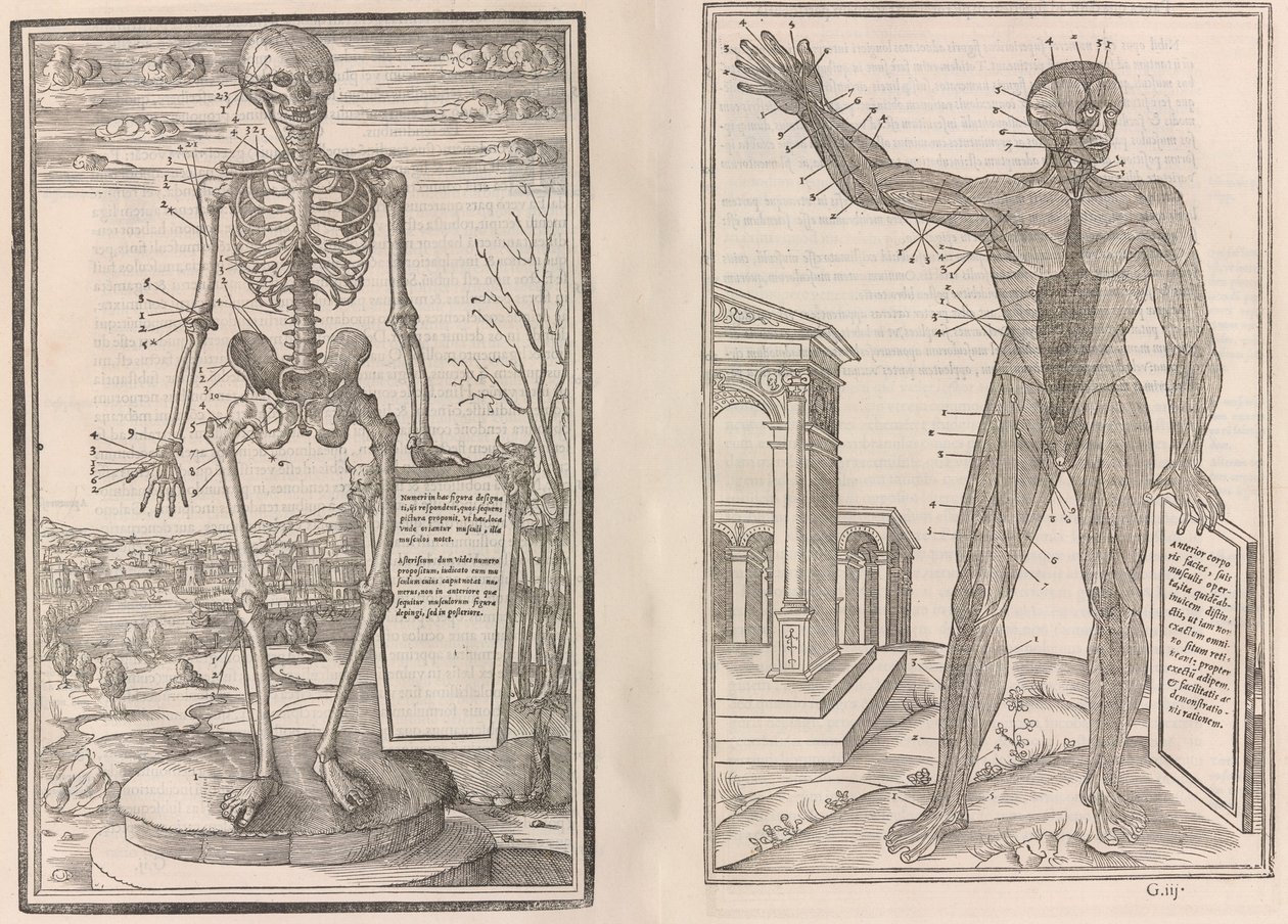 İnsan vücudunun bölümlerinin diseksiyonu by Jean Jollat