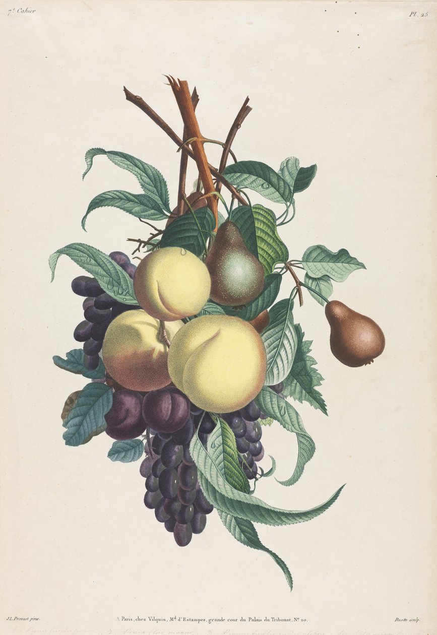 Çiçek ve meyve koleksiyonu: Rousselet, şeftali, erik ve üzüm dalları by Jean Louis Prevost