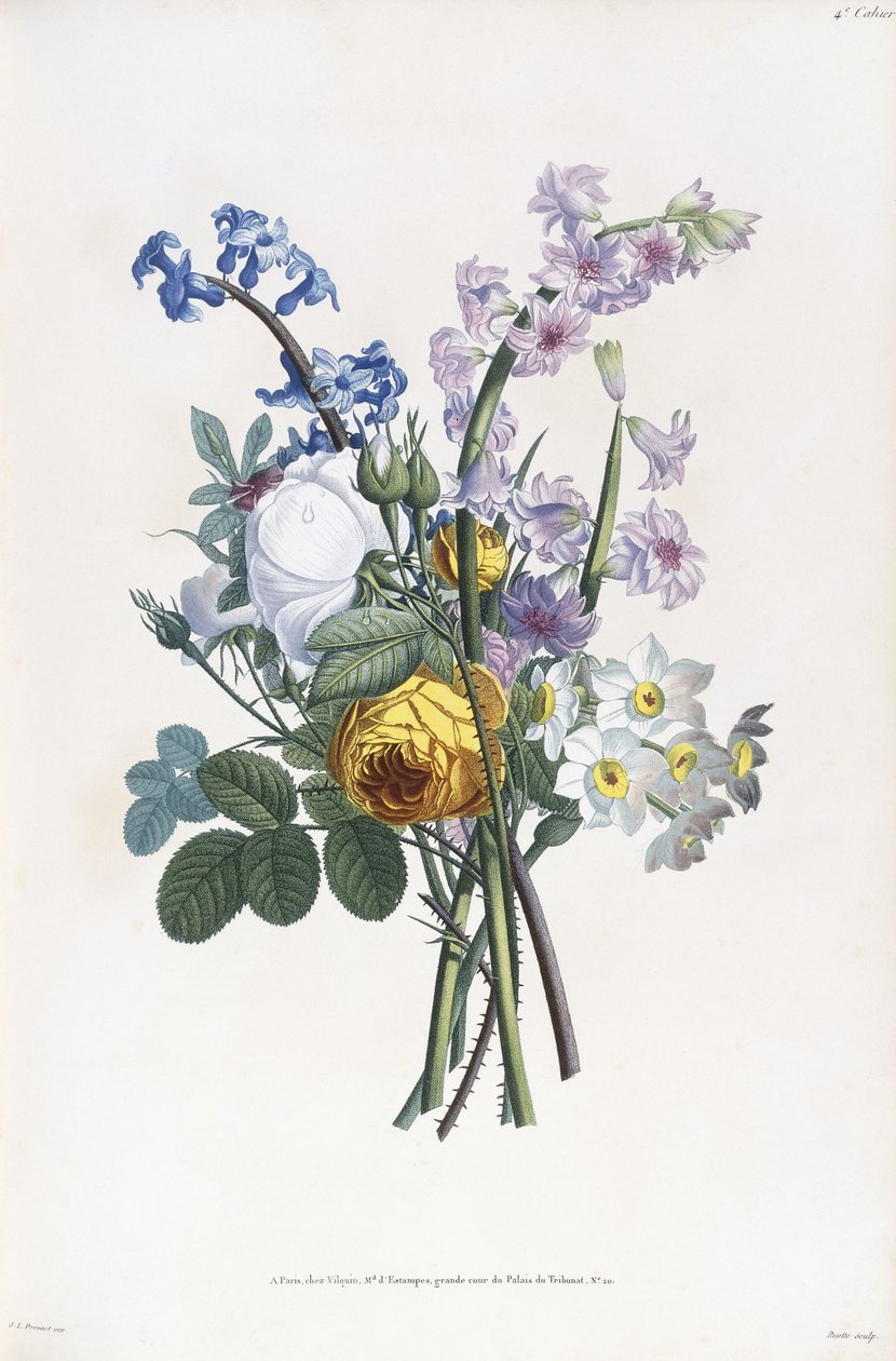 Narcissi, Rosa, Sümbül, 1805 by Jean Louis Prevost