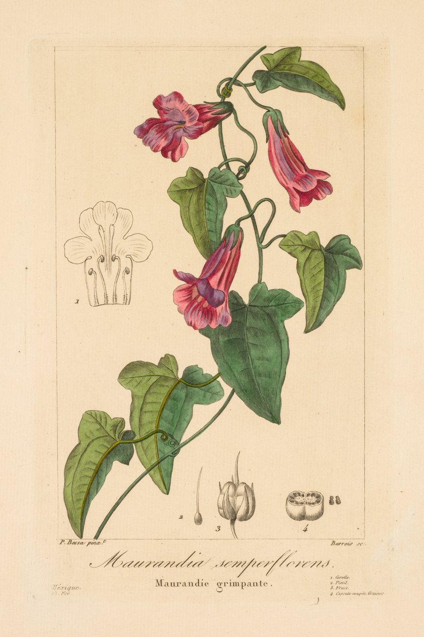 Bahçıvanlar, Hobiler ve Üreticiler için Flora: Maurandia semperflorens by Jean Pierre Frederic Barrois